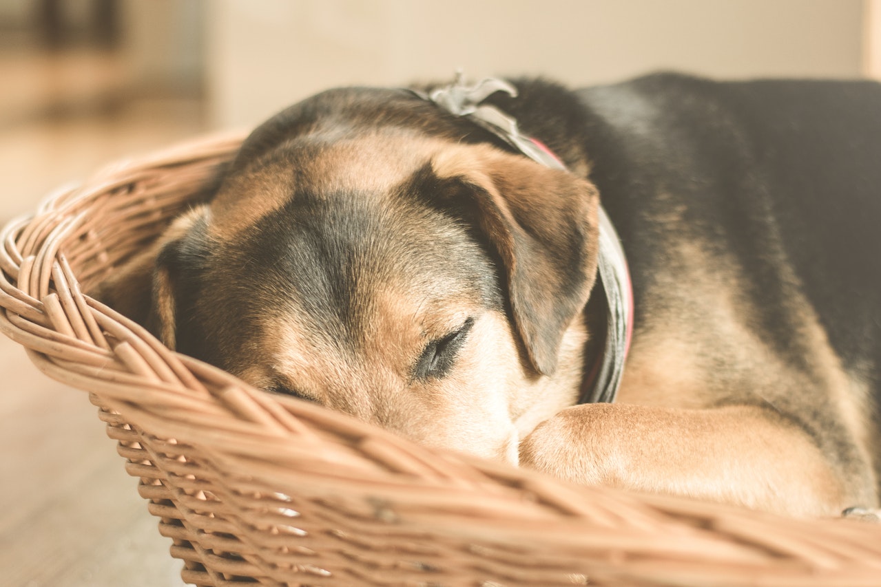 6 overvejelser til valg af hundekurv