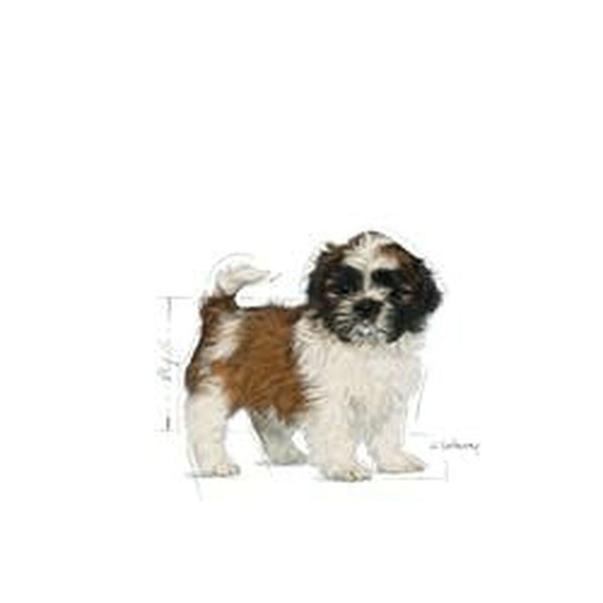 Hundefoder Royal Canin Shih Tzu Puppy Barn/Junior Vegetabilsk 500 g